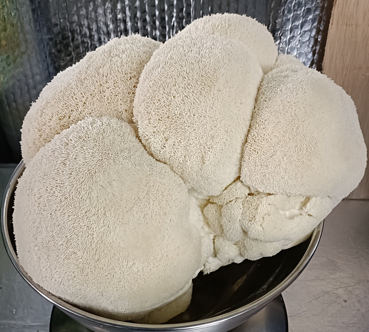 Lion's Mane