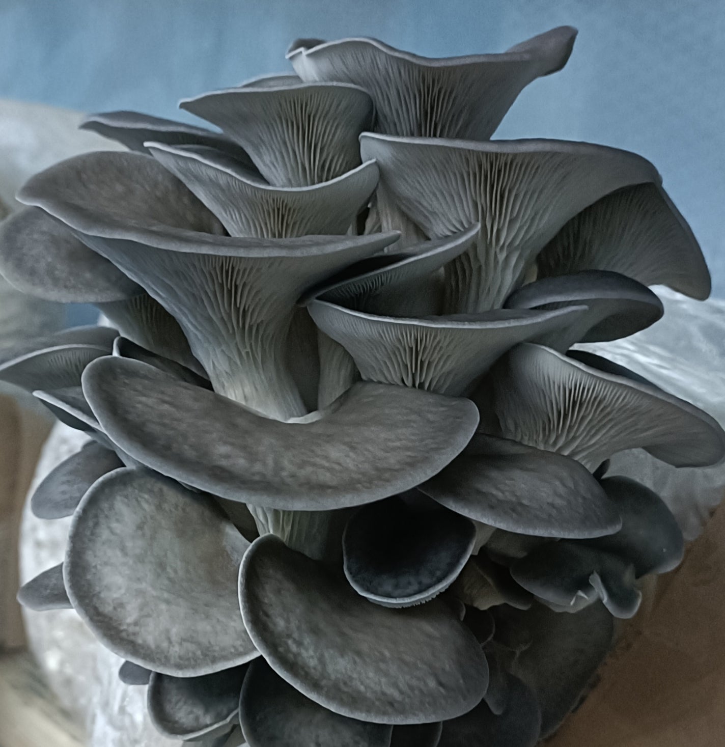 Blue Oyster