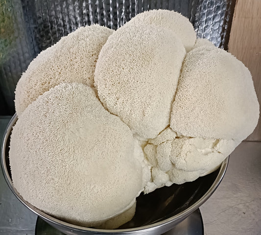 Lion's Mane