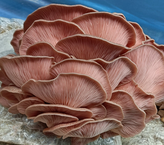 Pink Oyster